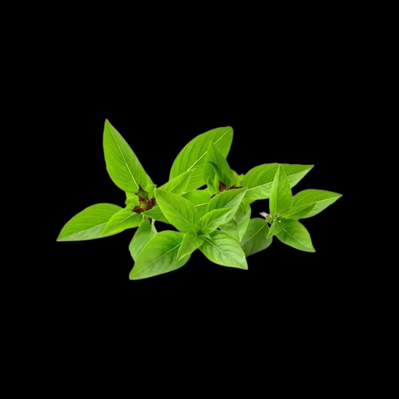 Leafs & Herbs