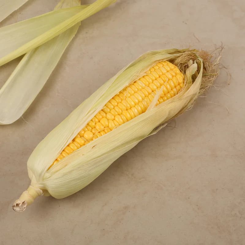 American Sweet Corn Cob (Jola)