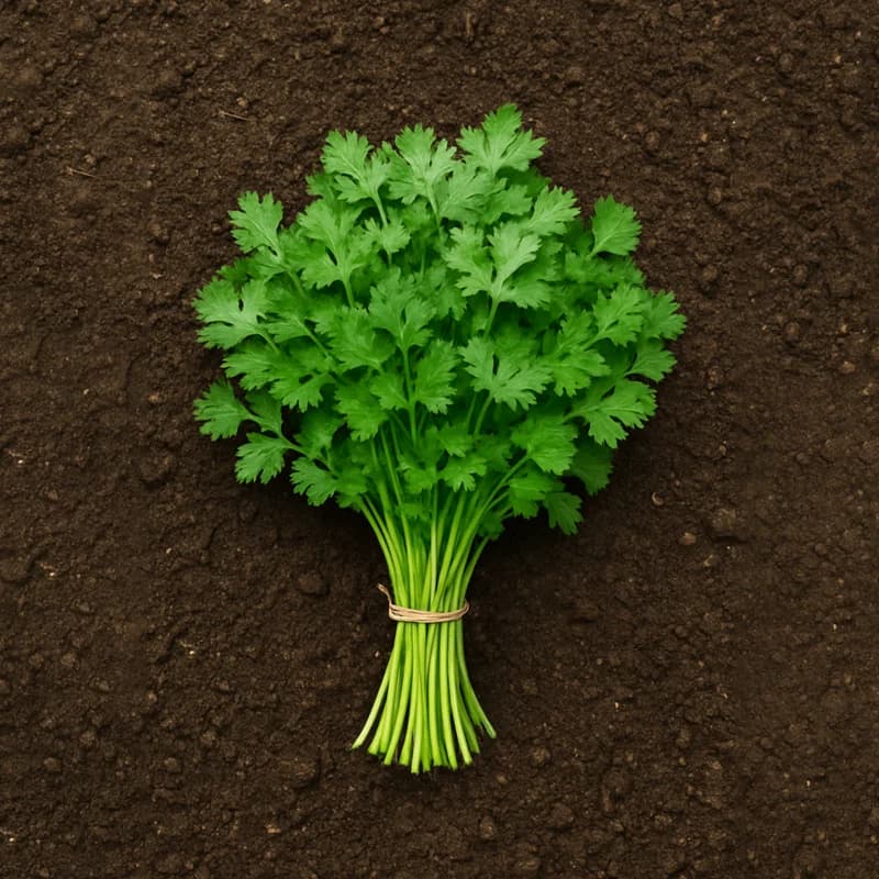 Organically Grown Coriander (without Roots)