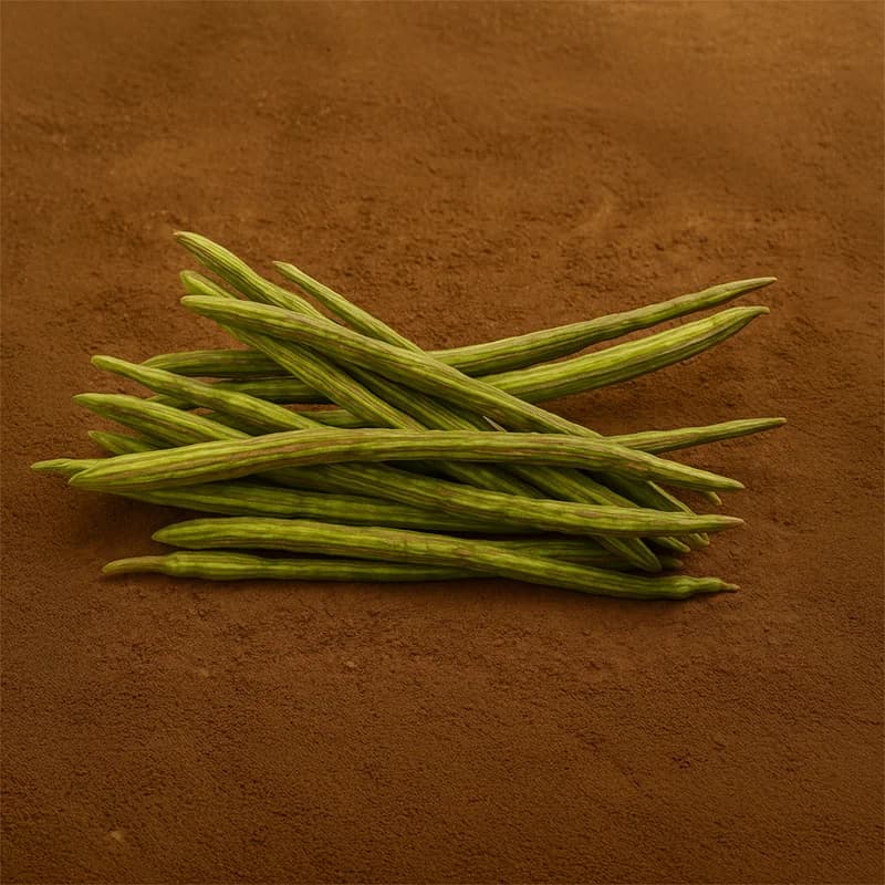Organically Grown Drumstick