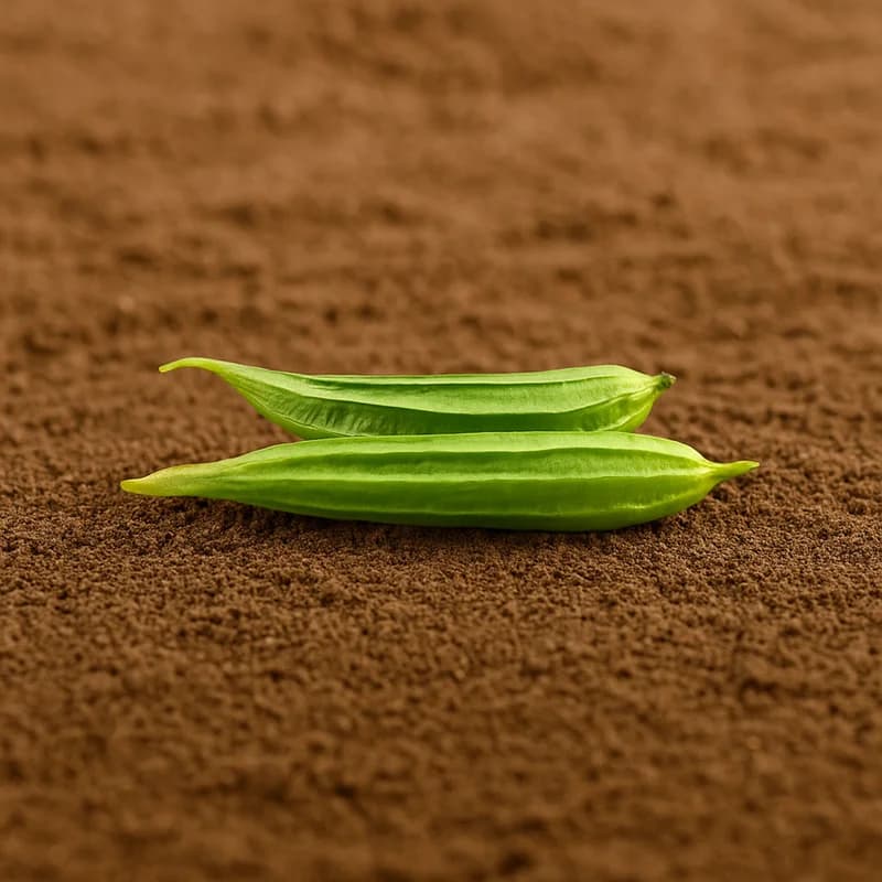 Organically Grown Ridge Gourd